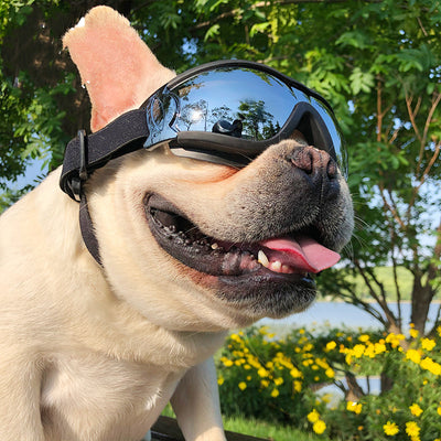 Dog Sunglasses Windproof